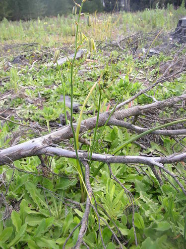 Albuca flaccida