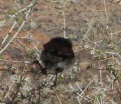 Cinnyris fuscus fuscus