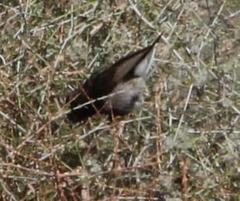 Cinnyris fuscus fuscus