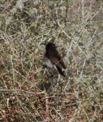 Cinnyris fuscus fuscus