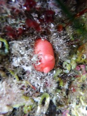 Cnemidocarpa finmarkiensis