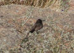 Cinnyris fuscus fuscus