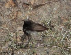 Cinnyris fuscus fuscus