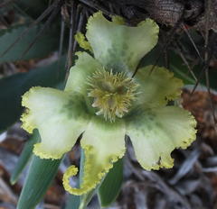 Ferraria macrochlamys macrochlamys