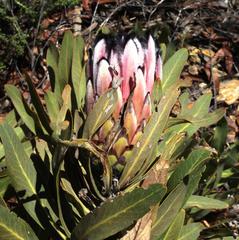 Protea neriifolia
