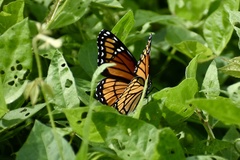 Limenitis archippus