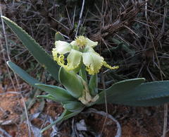 Ferraria macrochlamys macrochlamys