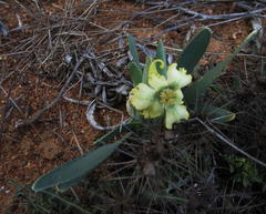Ferraria macrochlamys macrochlamys