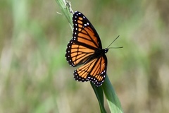 Limenitis archippus