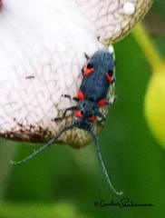 Tetraopes discoideus