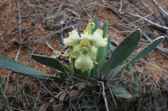 Ferraria macrochlamys macrochlamys