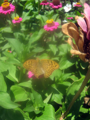 Argynnis pandora
