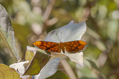 Emesis fastidiosa