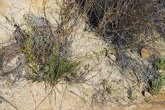 Ficinia cedarbergensis