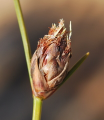 Ficinia cedarbergensis