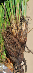 Ficinia cedarbergensis