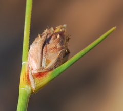 Ficinia cedarbergensis