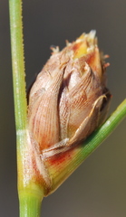 Ficinia cedarbergensis