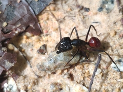 Dinomyrmex gigas