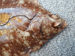 Lepidopsetta bilineata