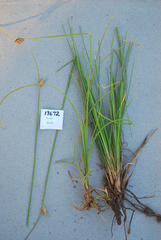 Ficinia cedarbergensis