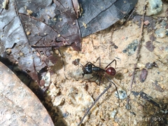 Dinomyrmex gigas