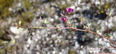 Indigofera sp19b