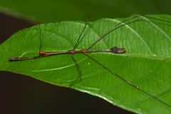 Ghilianella clavellata