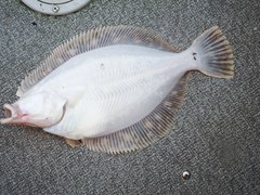 Lepidopsetta bilineata