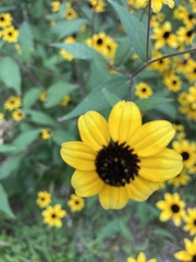 Rudbeckia triloba