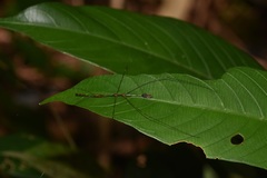 Ghilianella clavellata