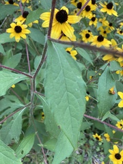 Rudbeckia triloba
