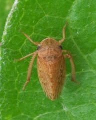 Aphrodinae