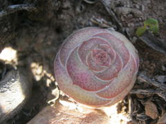 Crassula hemisphaerica