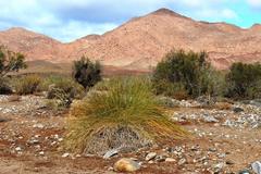 Juncus acutus leopoldii