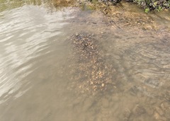 Nocomis leptocephalus