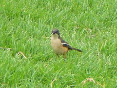 Laniarius ferrugineus ferrugineus