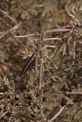 Calobota