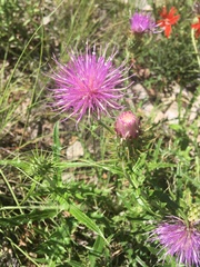 Cirsium wheeleri