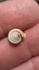 Daedalochila