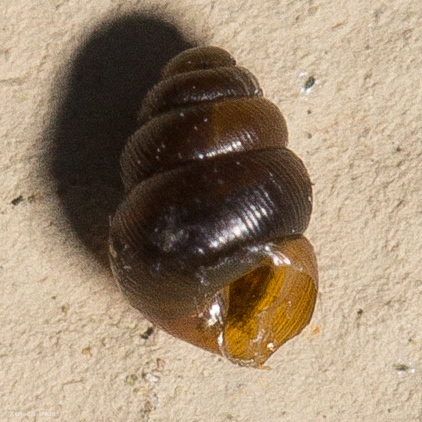 Vertiginidae