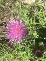 Cirsium wheeleri