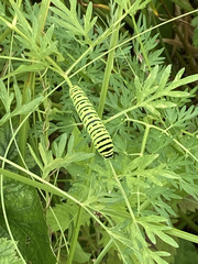 Papilio machaon britannicus