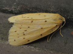 Stigmatophora flava leacrita