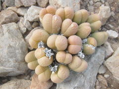 Gibbaeum heathii