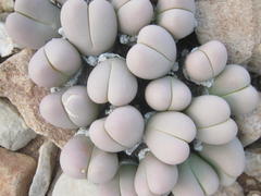 Gibbaeum heathii