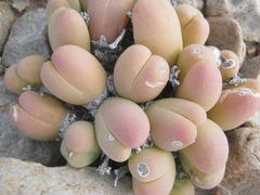 Gibbaeum heathii