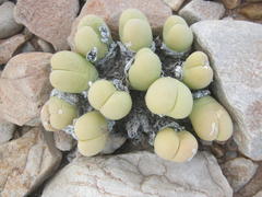 Gibbaeum heathii