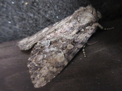 Acronicta adaucta