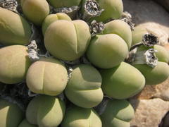 Gibbaeum heathii